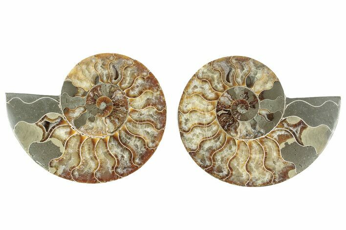 Cut & Polished, Agatized Ammonite Fossil - Madagascar #241011